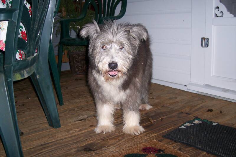 Big dogs and cats ok!! we love Austin Pets!
