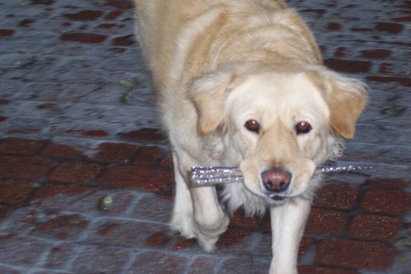 I am also a pet owner, this is GRETA!  any breed, even Pit Bulls and Rottweilers, German Shepherds and large dogs, little dogs, it doesnt matter! We can help! 